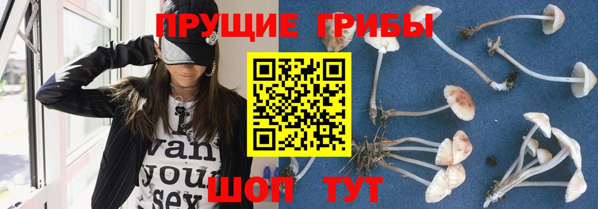 Псилоцибиновые грибы Psilocybe Ишим